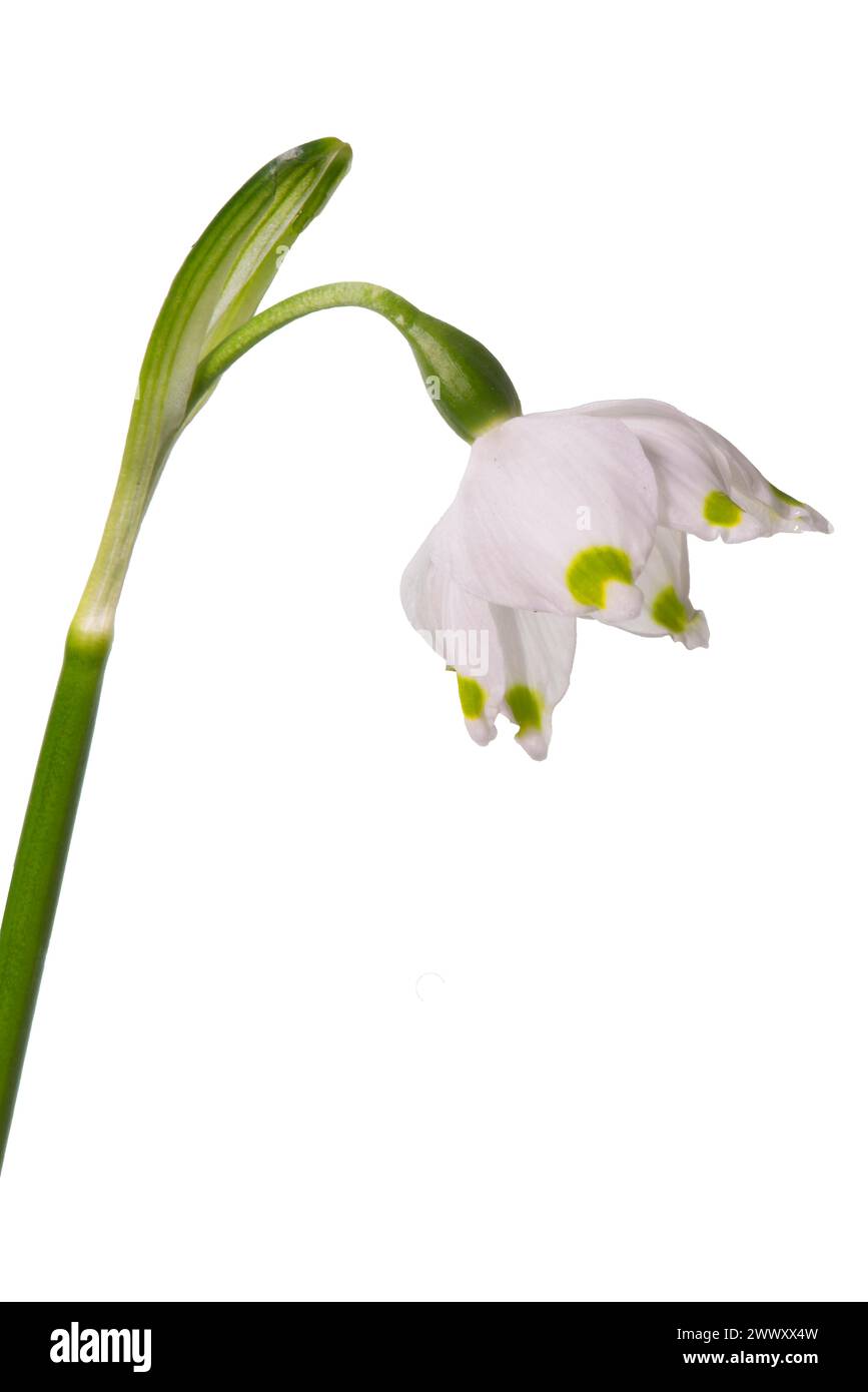 Fiore del fiocco di neve di marzo (Leucojum vernum) su sfondo bianco, Baviera, Germania Foto Stock