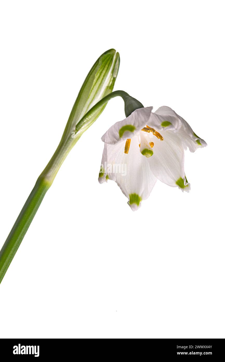 Fiore del fiocco di neve di marzo (Leucojum vernum) su sfondo bianco, Baviera, Germania Foto Stock