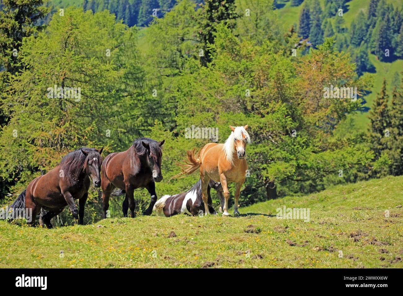 Allevamento di cavalli in montagna Foto Stock