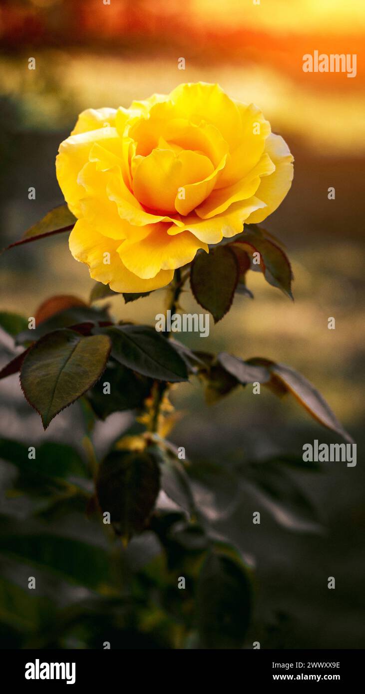 Una rosa gialla in fiore in un giardino Foto Stock