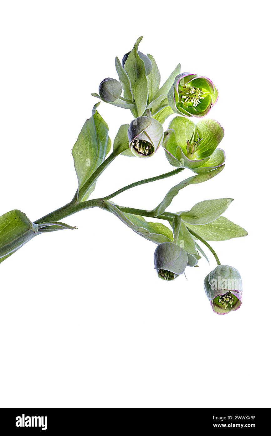 Fiori di un'elleborea in foglia di palma (Helleborus foetidus) su sfondo bianco, Baviera, Germania Foto Stock