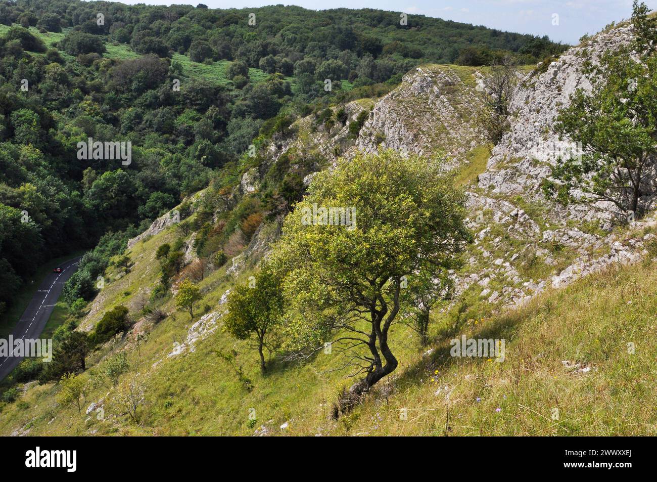 Gli strati esposti di calcare del Carbonifero e gli alberi storditi crescono sui lati ripidi della Burrington Combe Gorge sulla collina Mendip Foto Stock