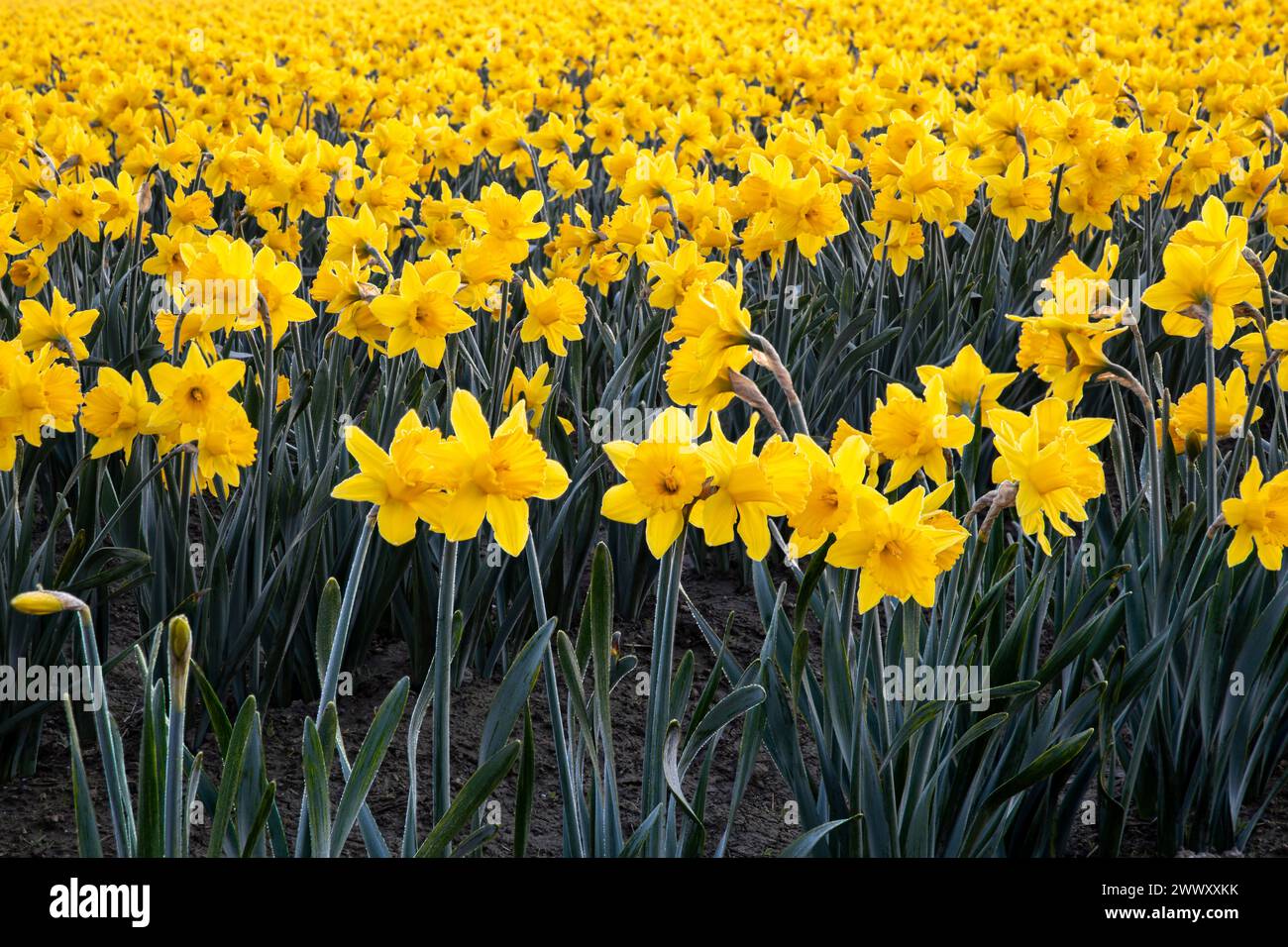 WA25109-00...WASHINGTON - la rugiada mattutina in un campo di narcisi e fienili è un segno della primavera nella Skagit Valley. Foto Stock