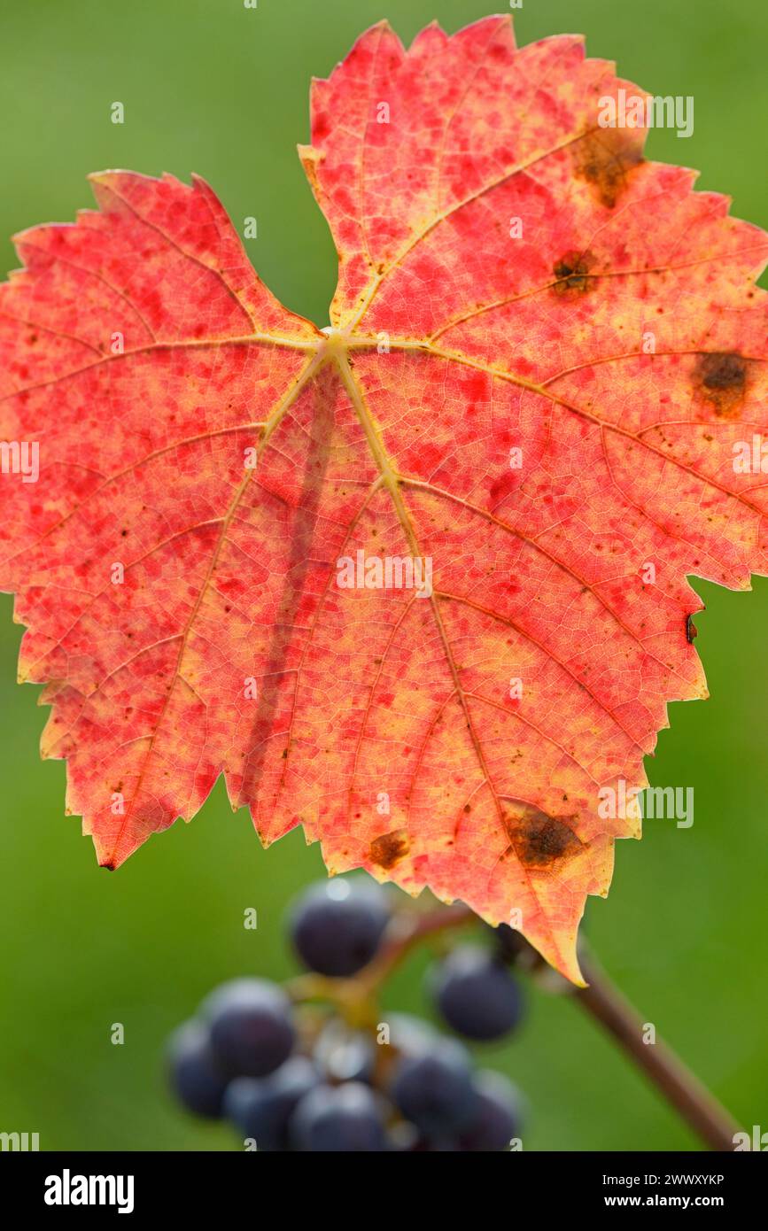 Ramo con foglie di vite rosse e uve scure, Mosella, Renania-Palatinato, Germania Foto Stock