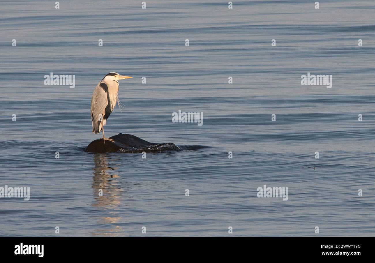 Heron grigio con vista laterale e a sinistra dell'immagine, immobile e con il collo tenuto nel corpo, in piedi su una roccia e circondato dal mare Foto Stock