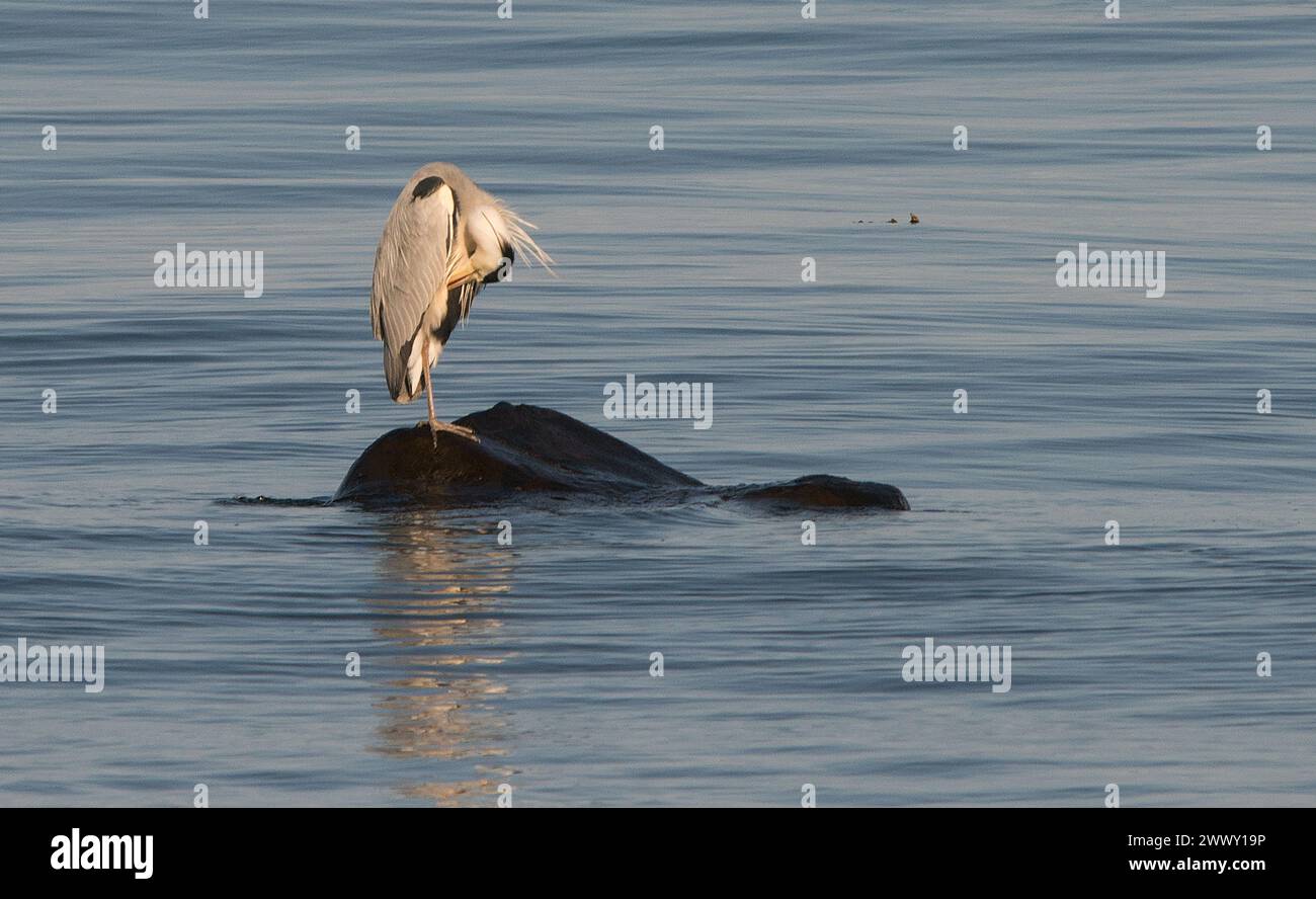 Immagine classica di airone grigio in piedi su una singola roccia circondata dal mare che si prepara con il piumaggio evidenziato dalla scarsa luce del sole Foto Stock