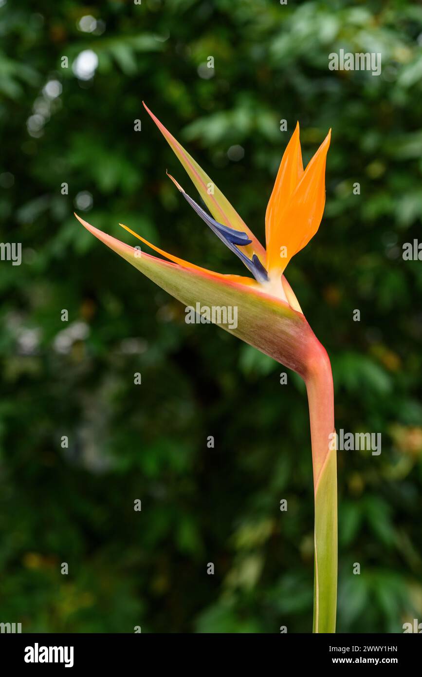 Uccello del paradiso ( Strelitzia reginae ) su sfondo verde sfocato Foto Stock