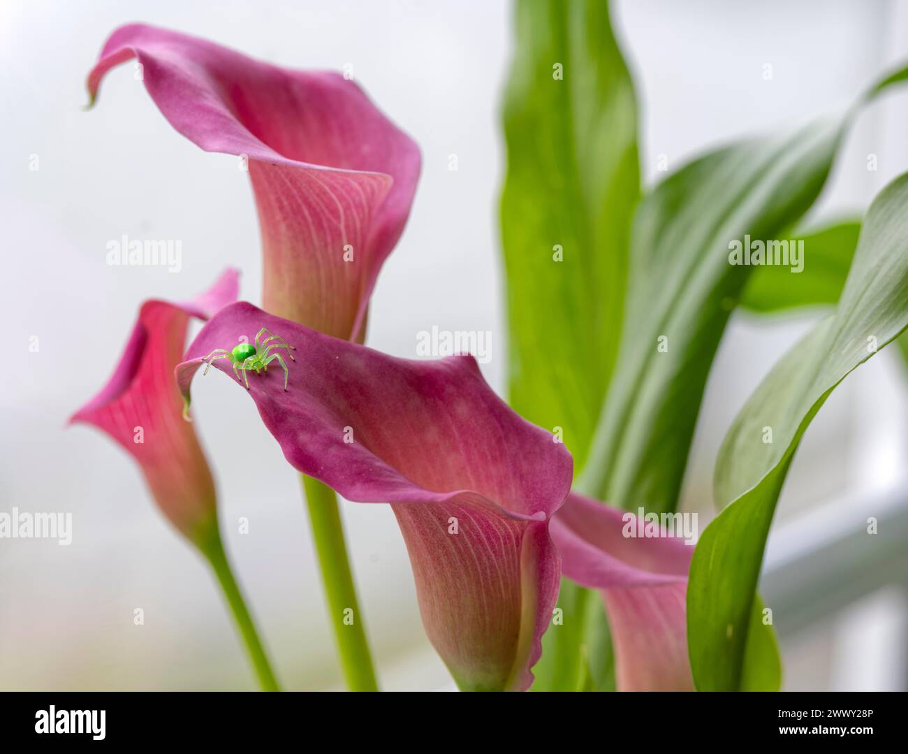 Pianta di Calla Pasja con ragno verde, ragno KI Foto Stock