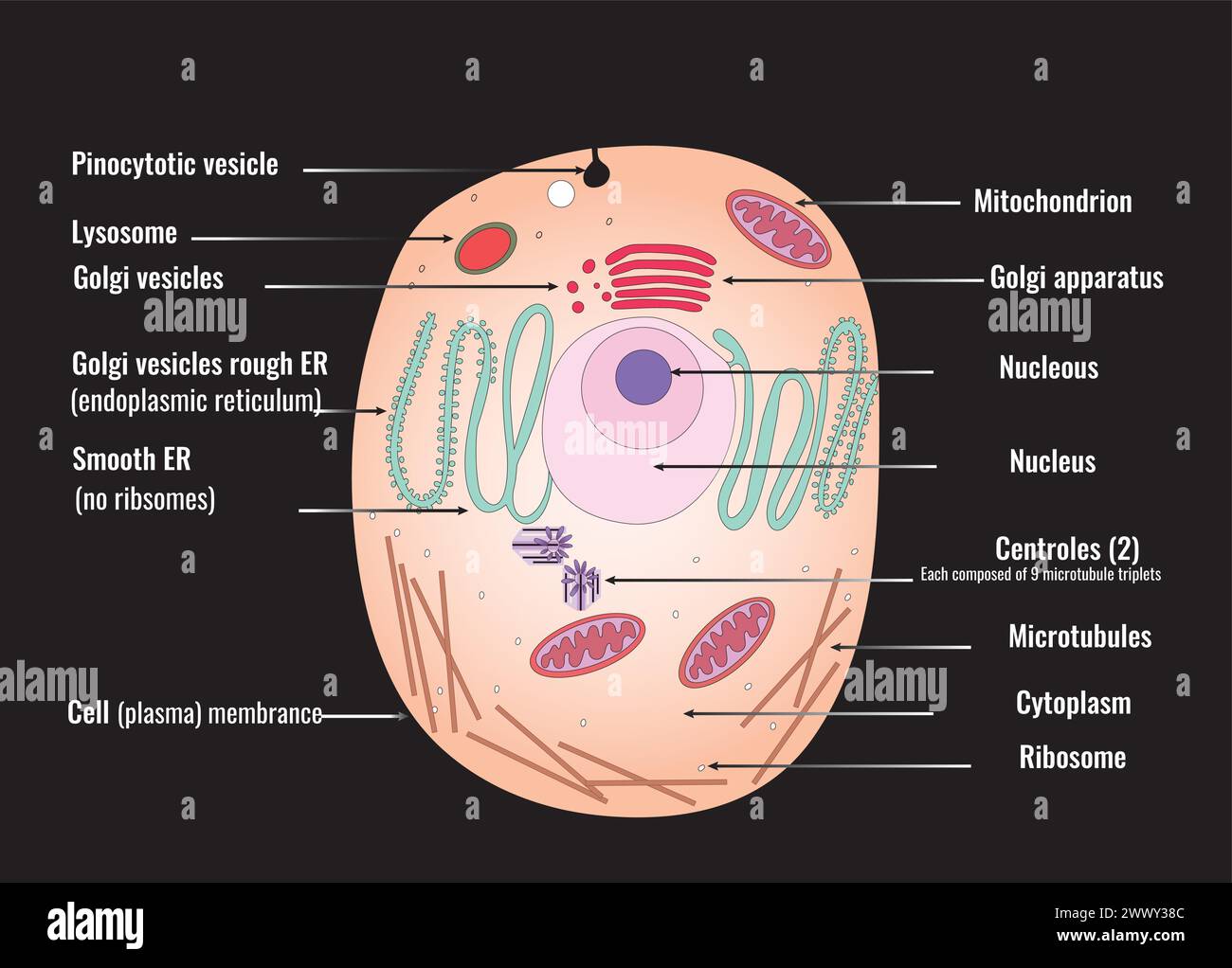 Diagramma vettoriale di una cellula animale, che mostra i suoi vari organelli e strutture. Illustrazione Vettoriale