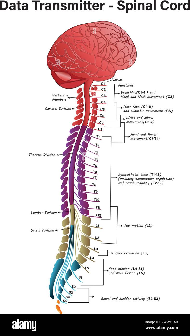 Diagramma e struttura del midollo spinale, trasmettitore di dati midollo spinale, midollo spinale – anatomia, struttura, funzione e nervi del midollo spinale Illustrazione Vettoriale