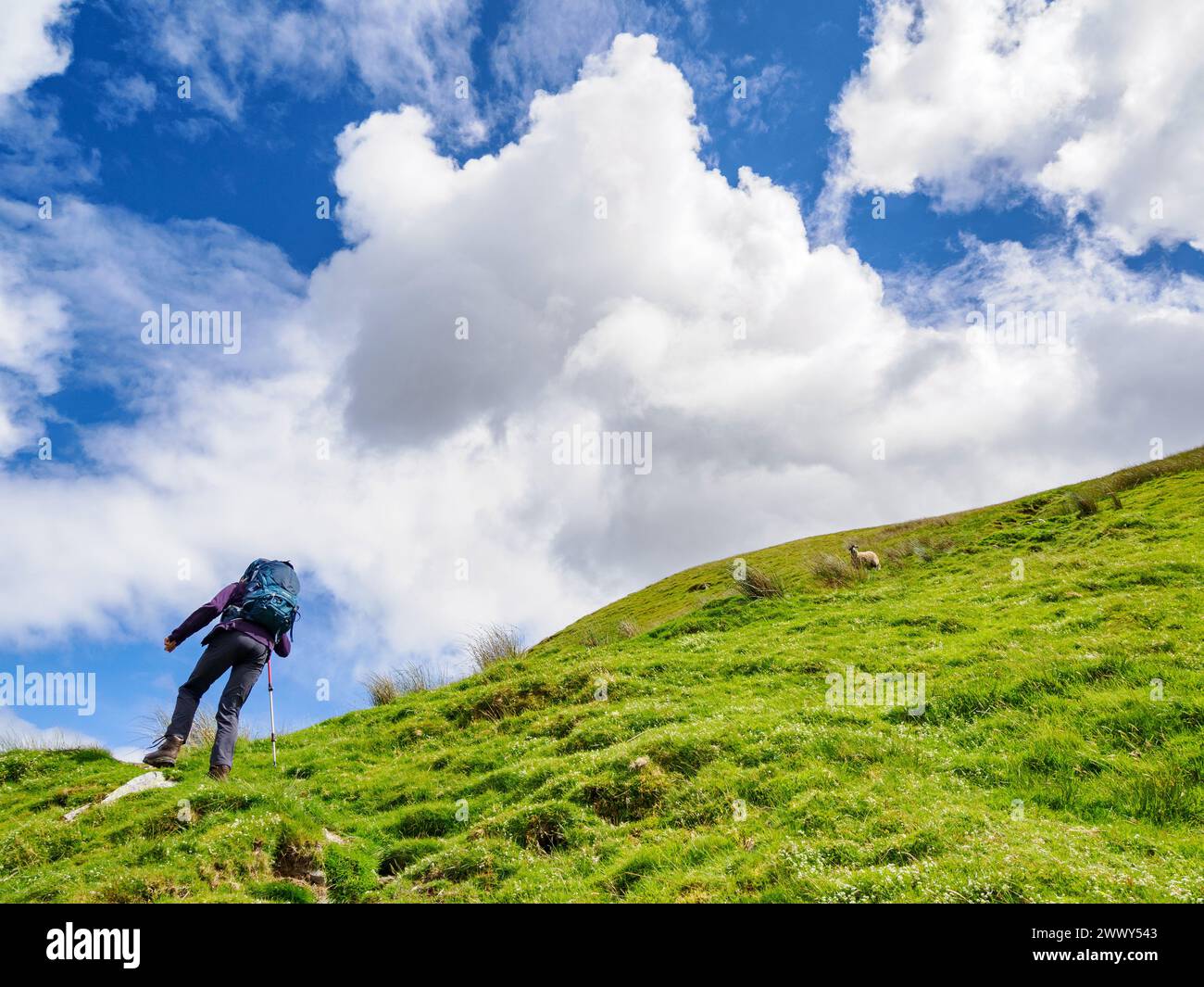 Un camminatore che sale lungo il sentiero ripido fino a Hartsop Dodd nel Cumbrian Lake District nel Regno Unito con una pecora che guarda Foto Stock