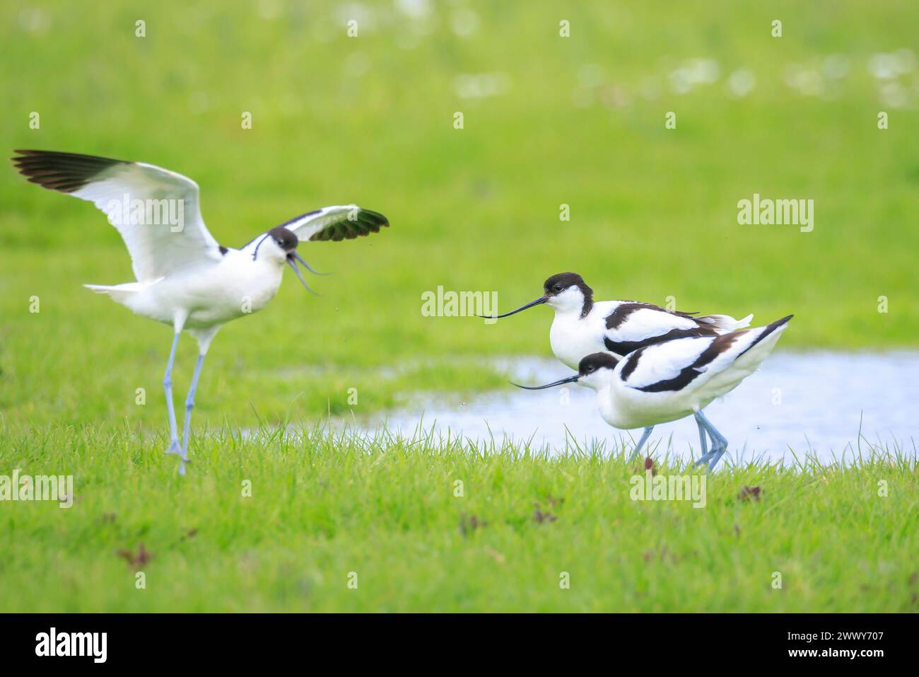 Primo piano di un Pied Avocet, Recurvirostra avosetta, che si accoppia in un campo Foto Stock