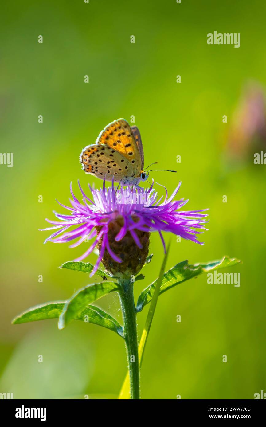 Farfalla di rame di soia titiro Lycaena impollinante su un occhio di ossa daisy in estate. Foto Stock