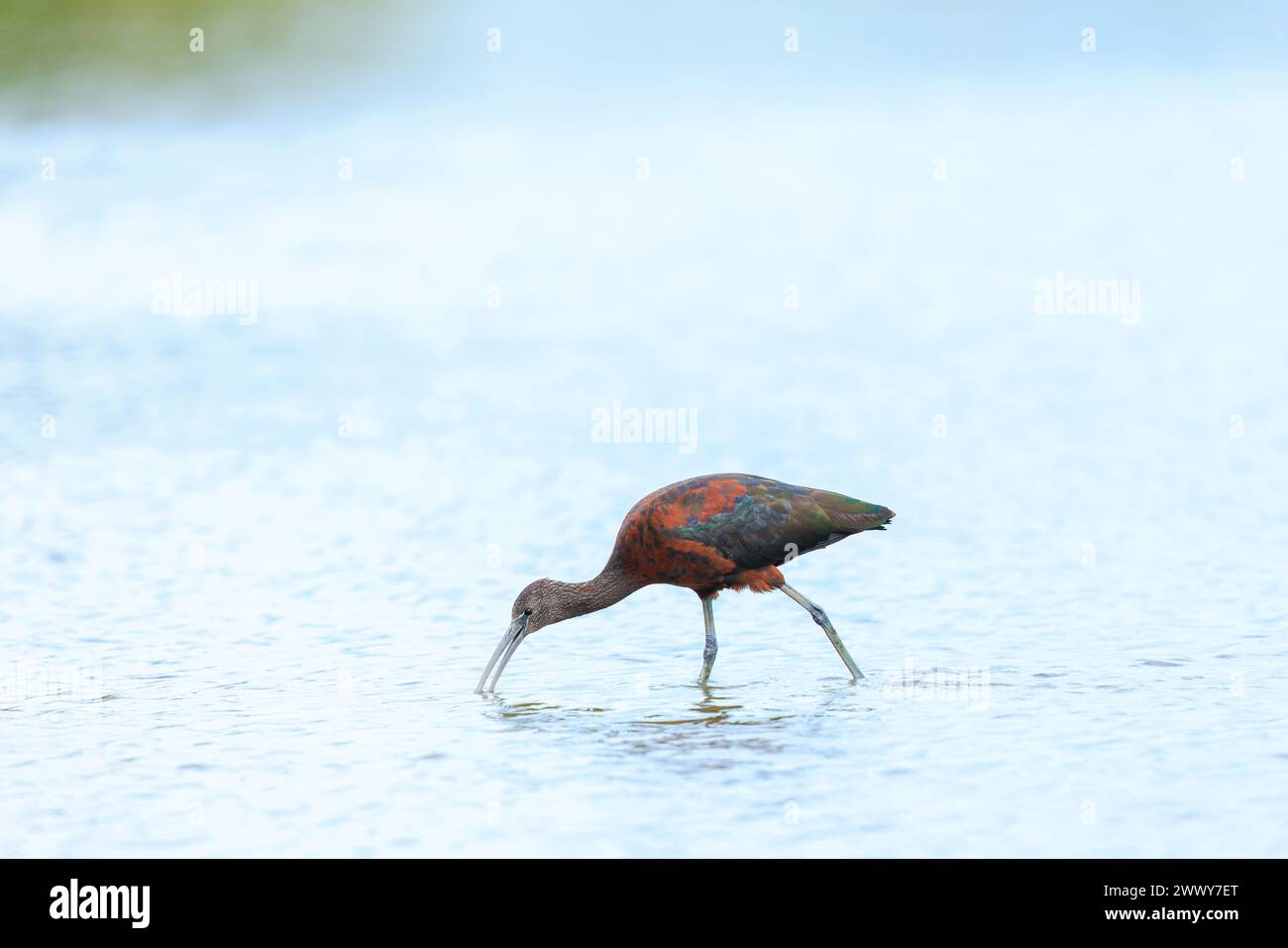 Primo piano di un ibis Glossy, Plegadis falcinellus, uccello che sgusta nel piumaggio che riproduce in acqua Foto Stock