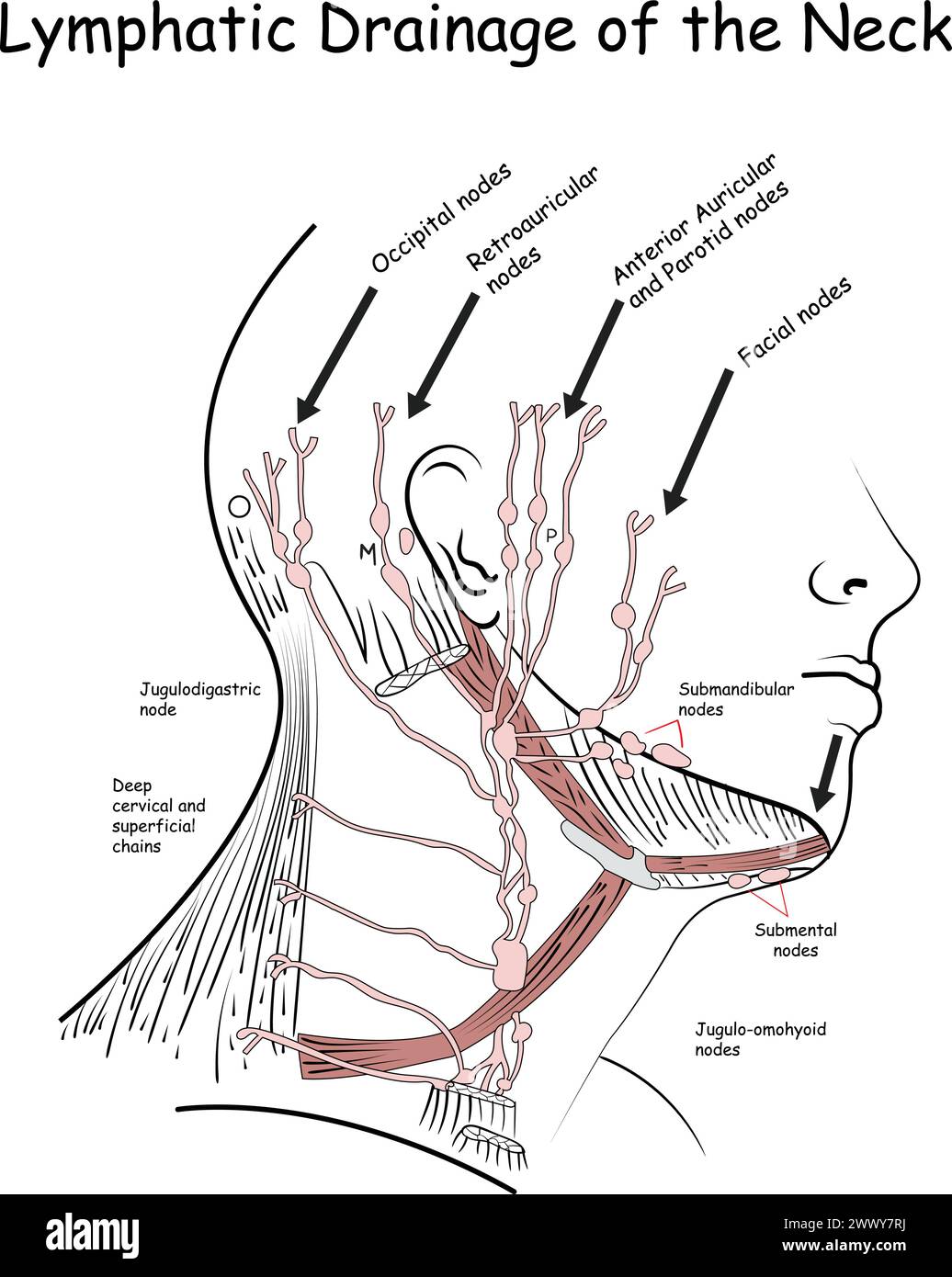 Drenaggio linfatico del collo, nodi linfatici del collo Illustrazione Vettoriale