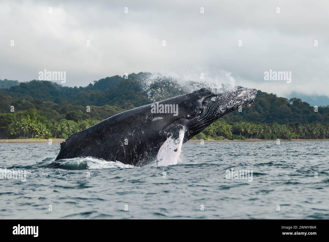 Megattere, Megaptera novaeangliae, che saltano e spruzzano mentre migrano in colombia. Si possono vedere anche una spiaggia e una foresta pluviale Foto Stock