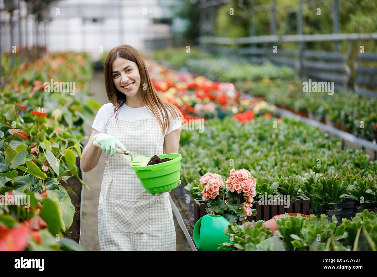 Una giovane donna trasla piante e si prende cura dei vasi di fiori in una serra. Il concetto di piante crescenti Foto Stock