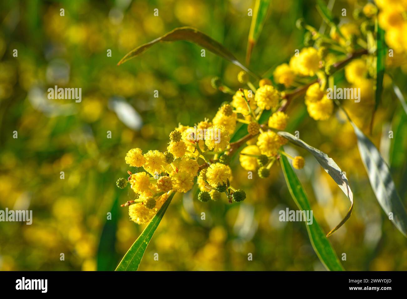 Splendidi fiori di mimosa gialli luminosi da vicino. L'albero di mimosa fiorente all'inizio della primavera ondeggia sul vento. Giorno di primavera 7 Foto Stock