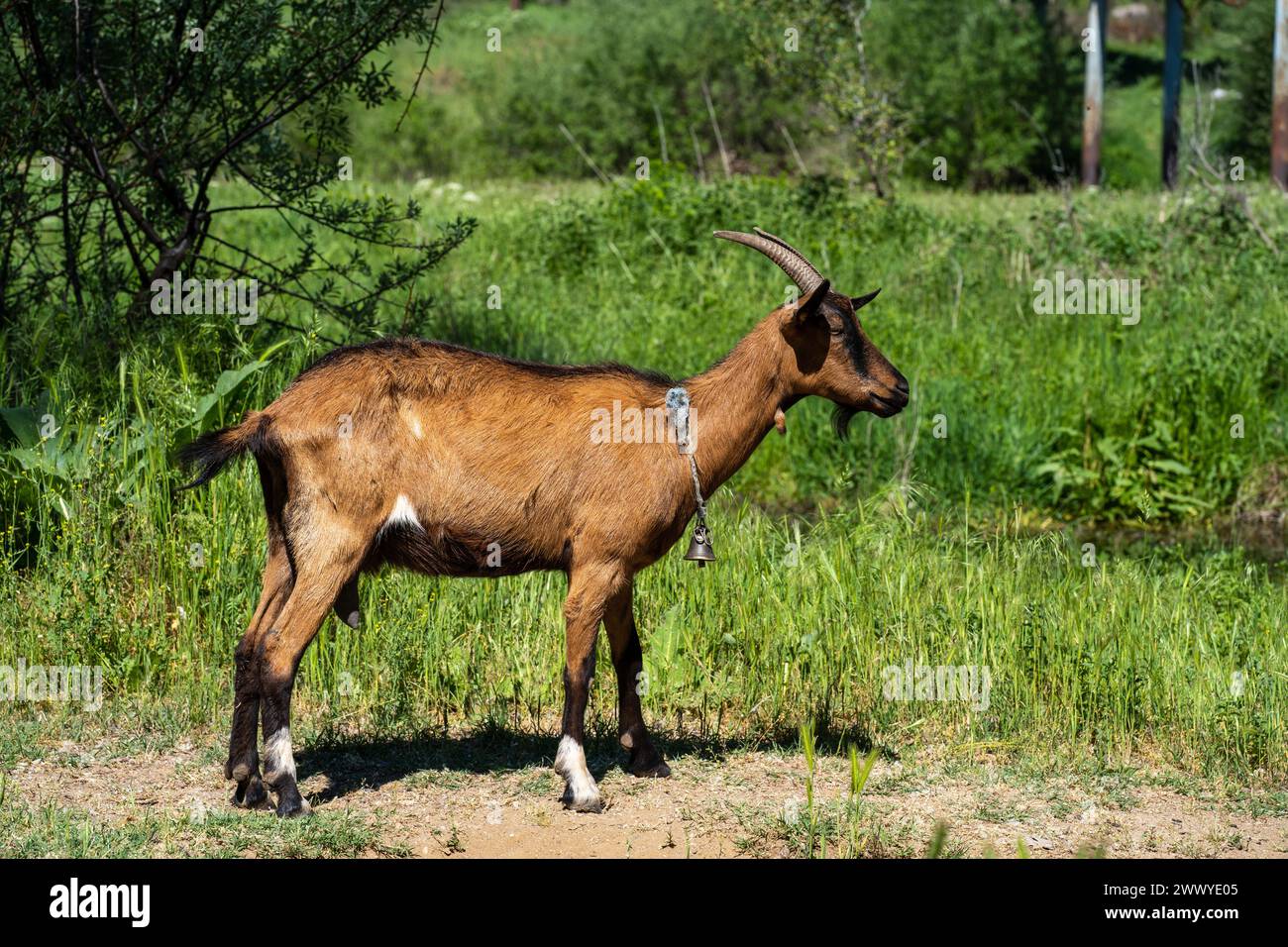 Eleganza marrone. Ritratto della capra alpina francese in uno splendore naturale. Foto Stock