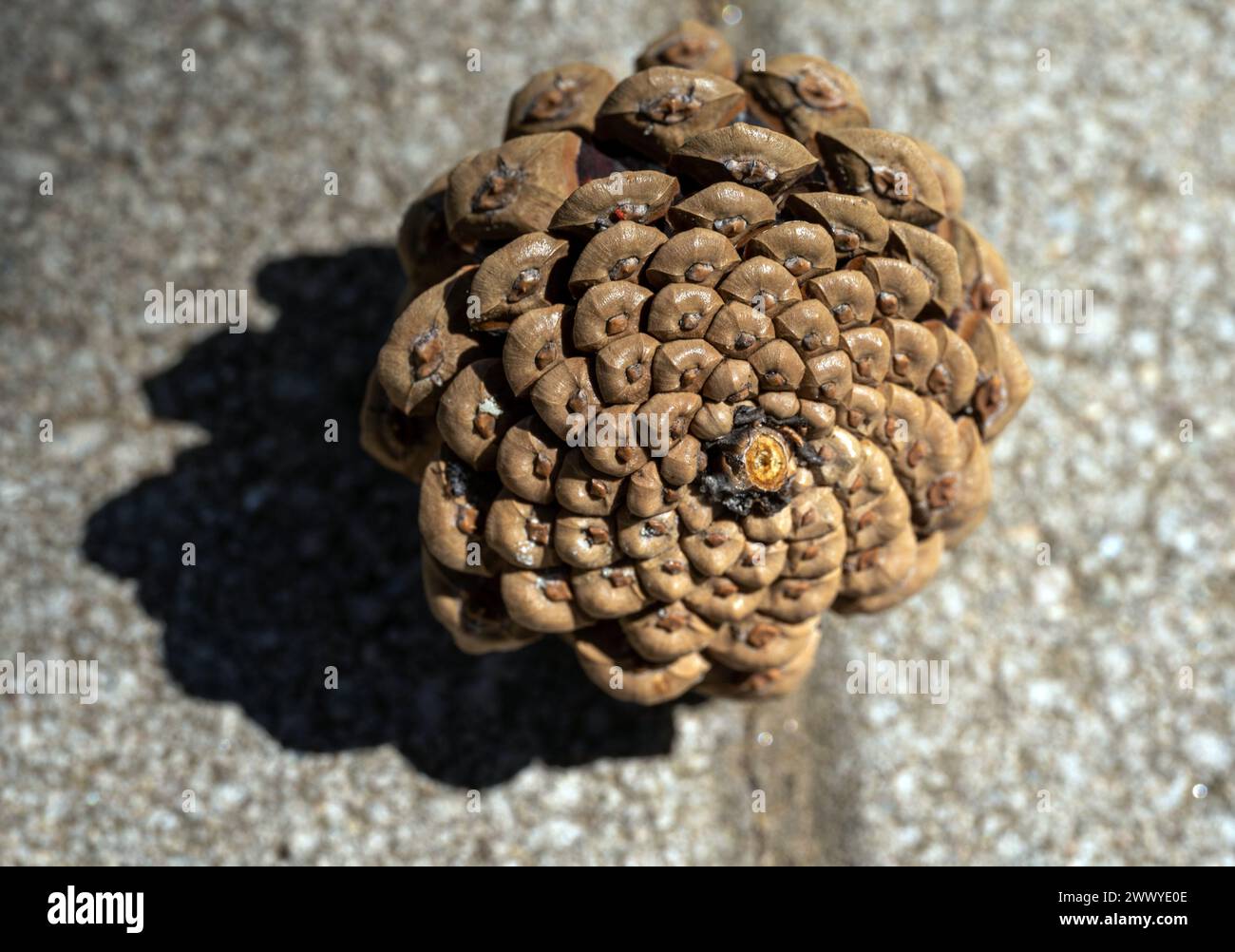 Cono di pino incantato sul pavimento in cemento. Esplorazione da vicino. Mondo macro. Foto Stock