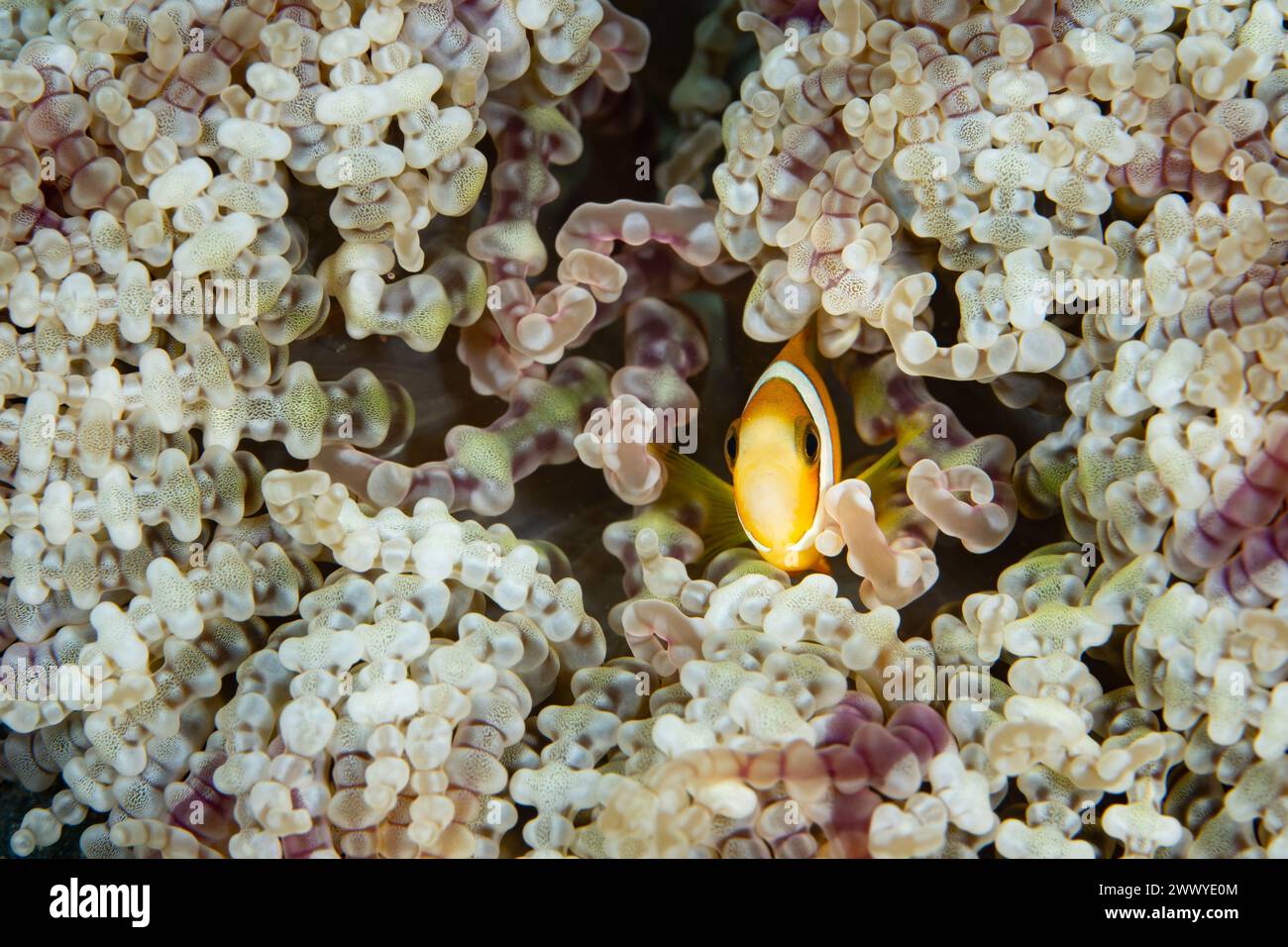 Un colorato anemonefish di Clark, Amphiprion clarkii, nuota tra i tentacoli del suo anemone mutualistico ospite su una barriera corallina a Raja Ampat, Indonesia. Foto Stock