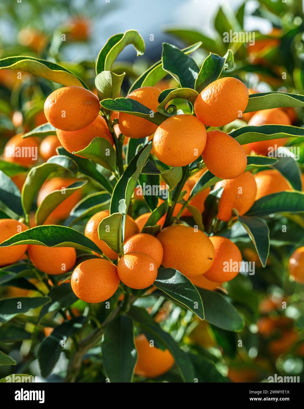 Ramo del kumquat completamente coperto di frutta matura del kumquat da vicino. Foto Stock