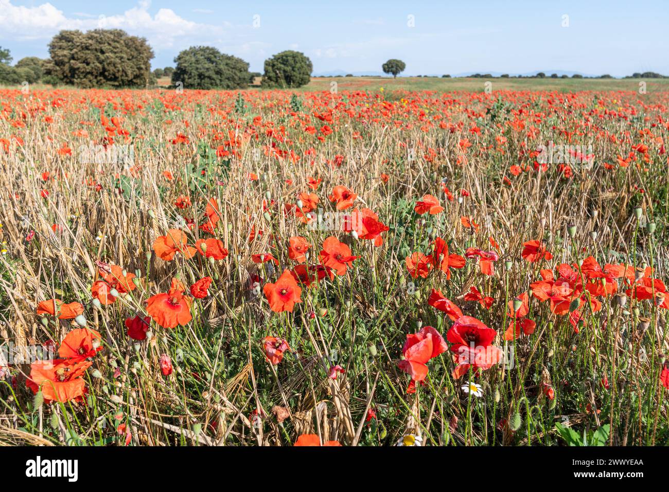 Campo di papaveri selvatici in fiore che si estende all'orizzonte. Foto Stock