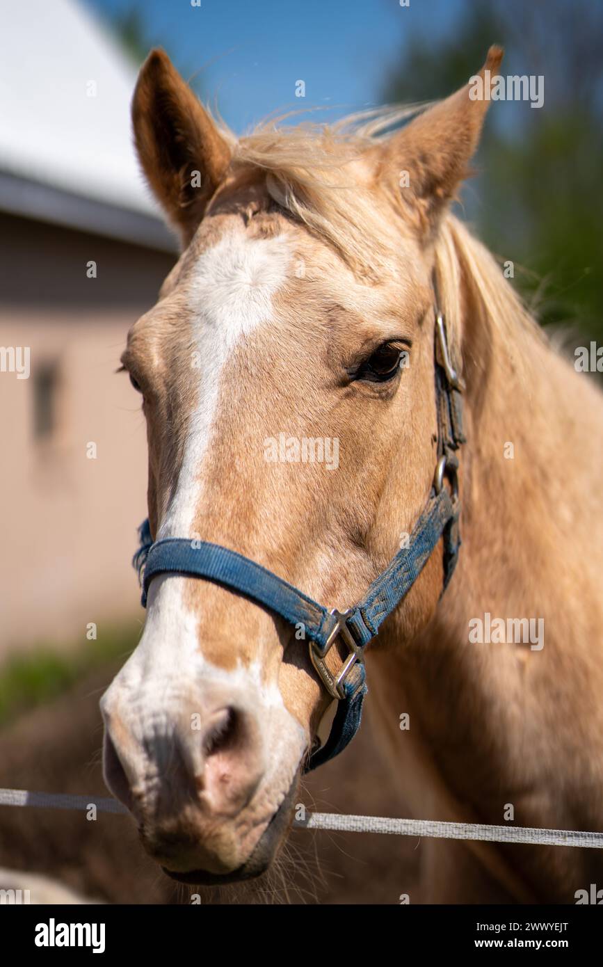 Un cavallo con un halter blu sta guardando la telecamera. Il cavallo si trova in una zona recintata Foto Stock