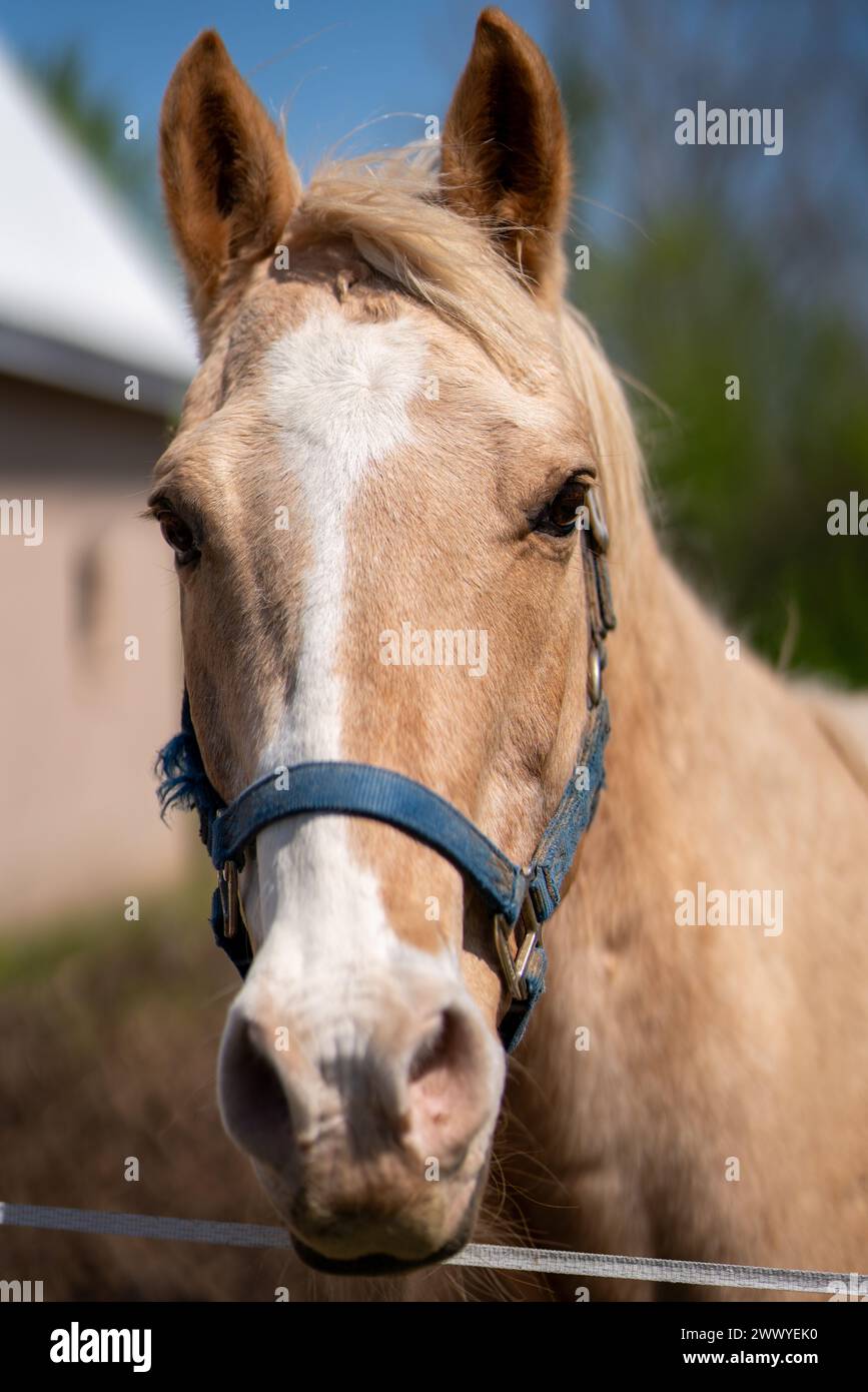 Un cavallo con una briglia blu è in piedi in un campo. Il cavallo ha una faccia bianca e una criniera marrone Foto Stock