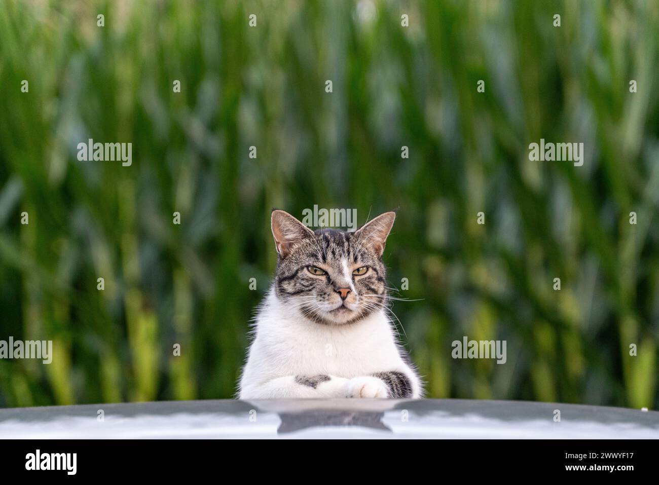Un gatto sta in piedi su un cofano di un'auto, guardando la telecamera. Il gatto è bianco e nero, ed è curioso riguardo alla macchina fotografica. La scena è tranquilla e tranquilla Foto Stock