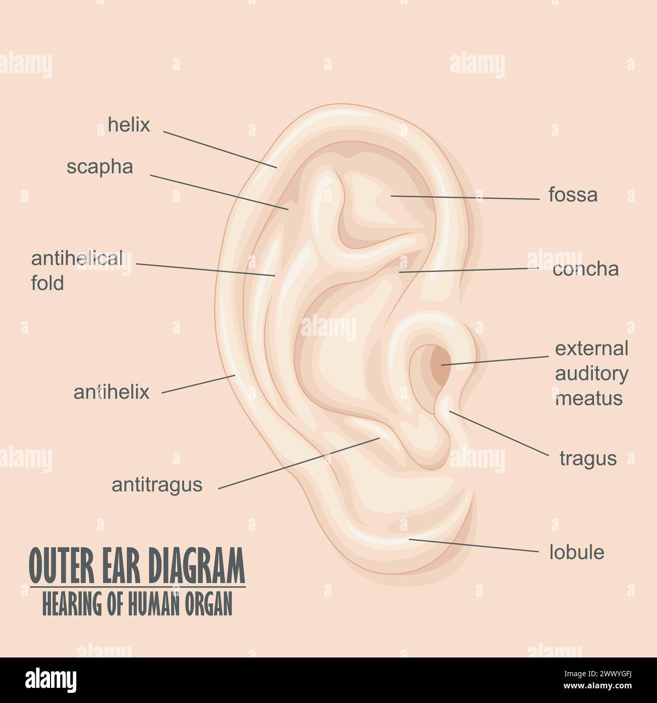 Diagramma dell'orecchio esterno udito dell'organo umano, illustrazione vettoriale Illustrazione Vettoriale