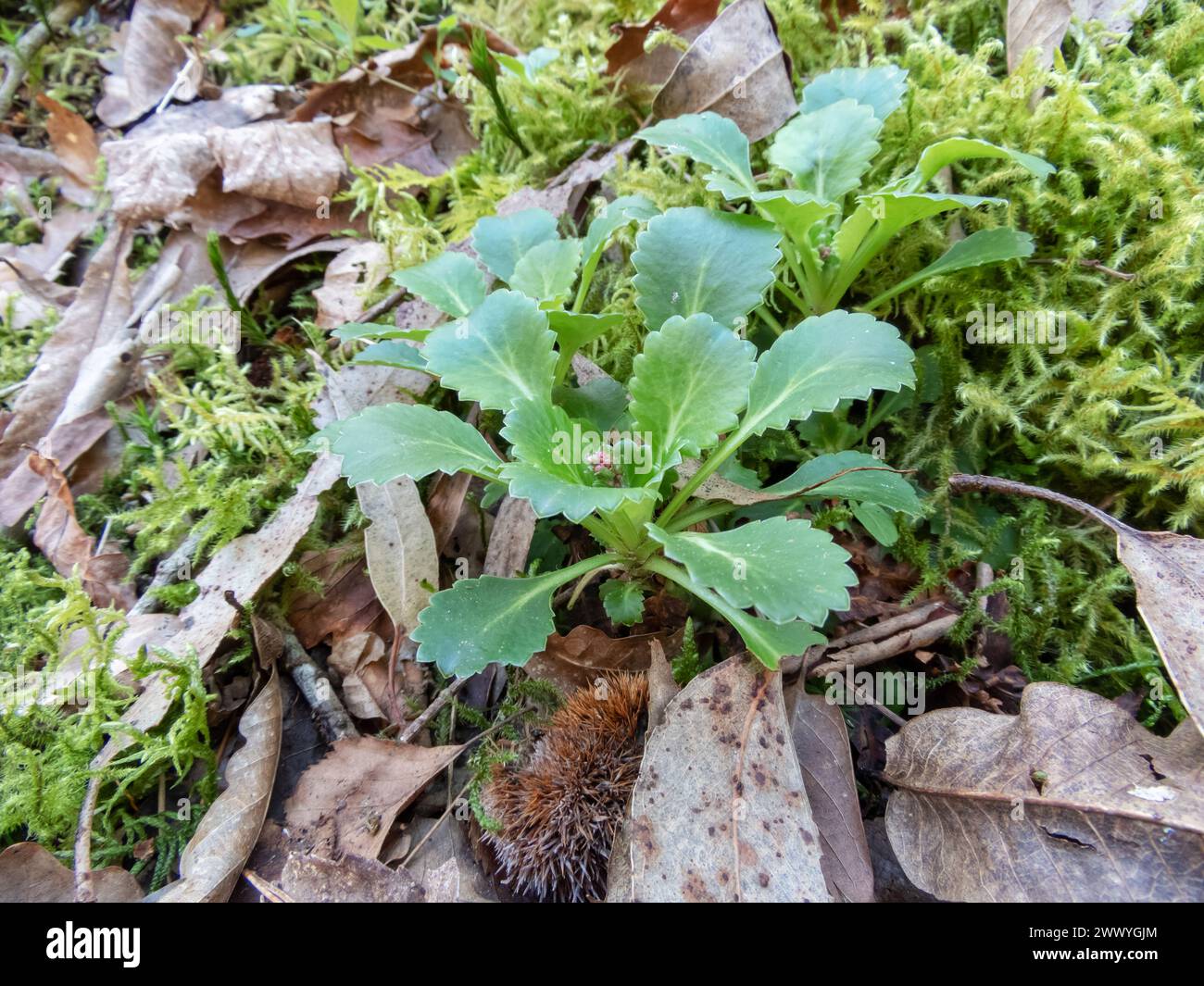 Saxifraga spathularis o il cavolo di San Patrizio pianta rosetta basale in primavera nella foresta vicino a Salas, Asturie, Spagna Foto Stock