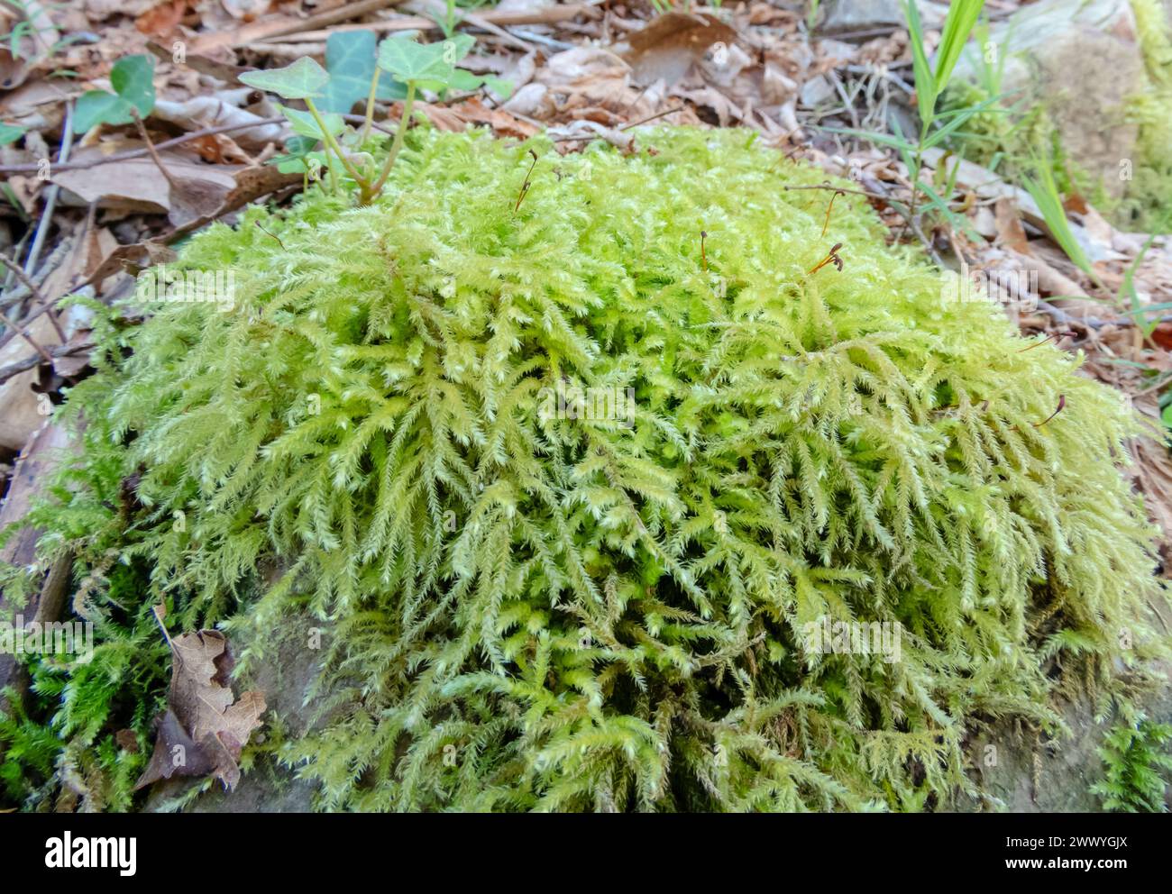 Eurhynchium striatum o pianta comune di muschio di piume striato nella foresta vicino a Salas, Asturie, Spagna Foto Stock