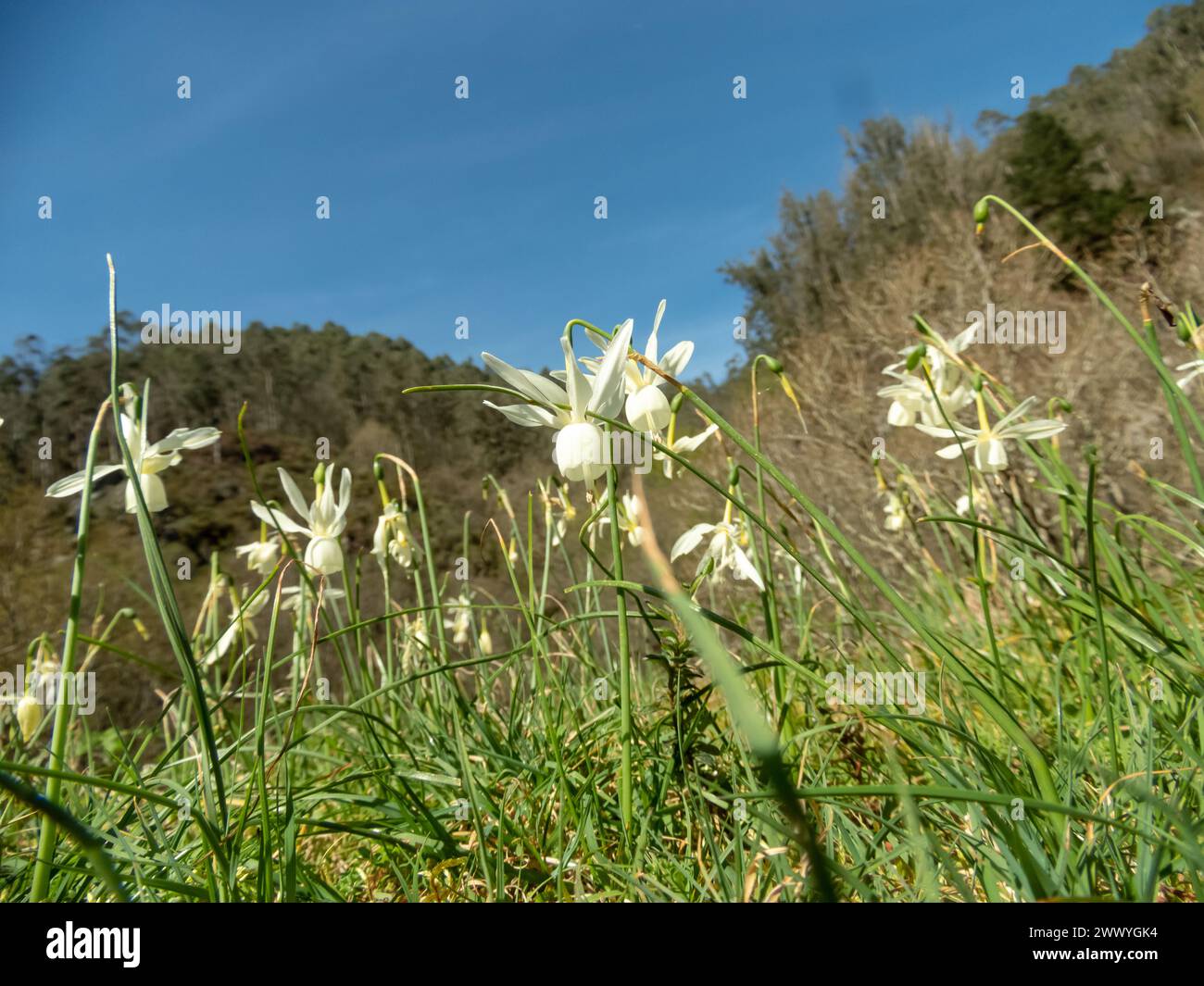 Narcissus triandrus o Angel's Tears daffodil fiori bianchi a forma di tazza pendente nel bordo soleggiato della foresta vicino a Salas, Asturie, Spagna Foto Stock