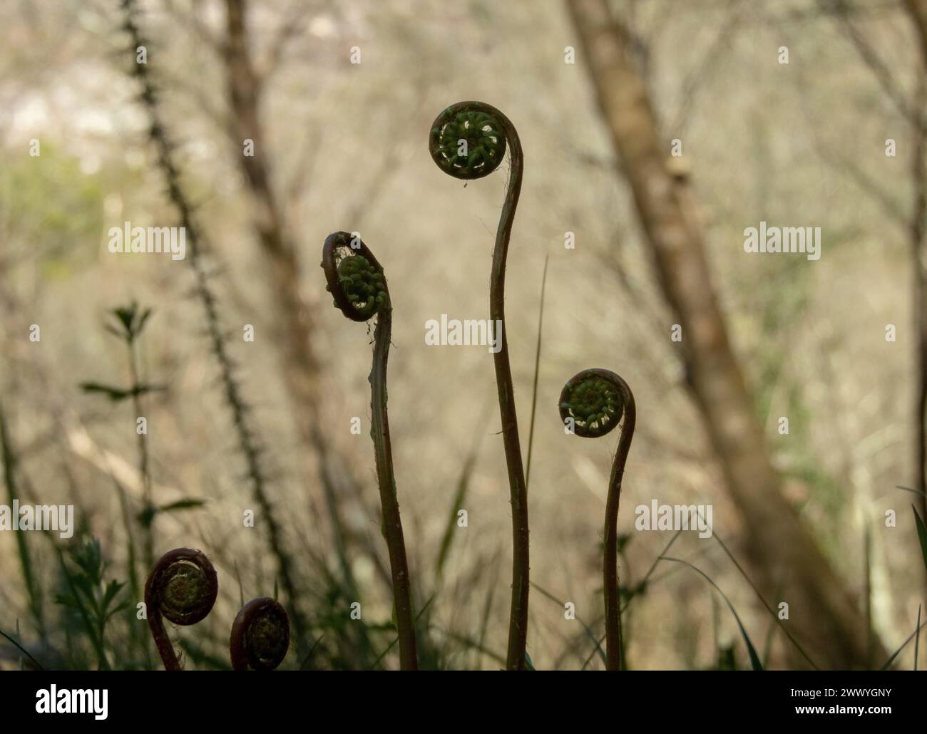 Nuova felce di cervo o blechnum crescita di piante speziate nella foresta primaverile Foto Stock