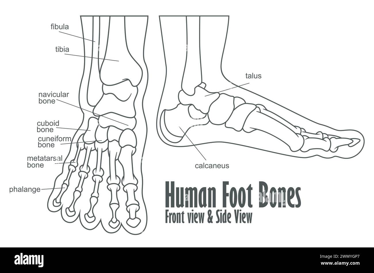 Anatomia anteriore e laterale delle ossa del piede umano, illustrazione vettoriale Illustrazione Vettoriale