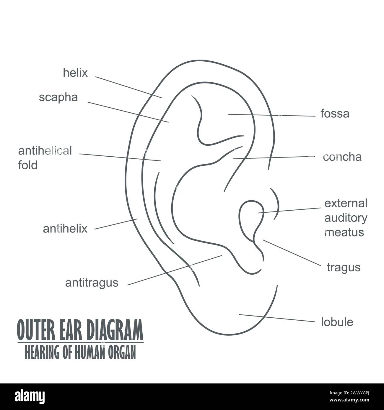 Ear Diagram Hearing of Human Organ, Vector Illustration Illustrazione Vettoriale