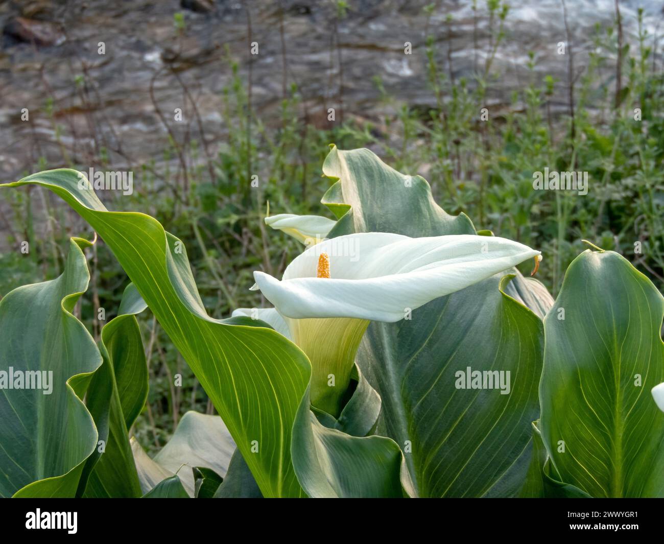 Giglio di calla o giglio di arum fiore bianco e foglie lucide. Zantedeschia aethiopica fioritura. Foto Stock