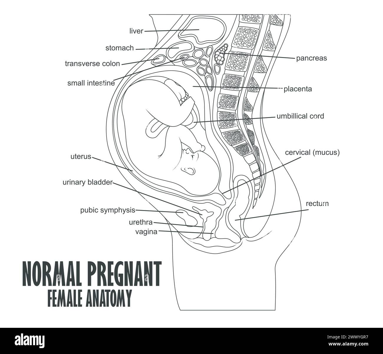 Anatomia femminile in gravidanza normale, illustrazione vettoriale Illustrazione Vettoriale