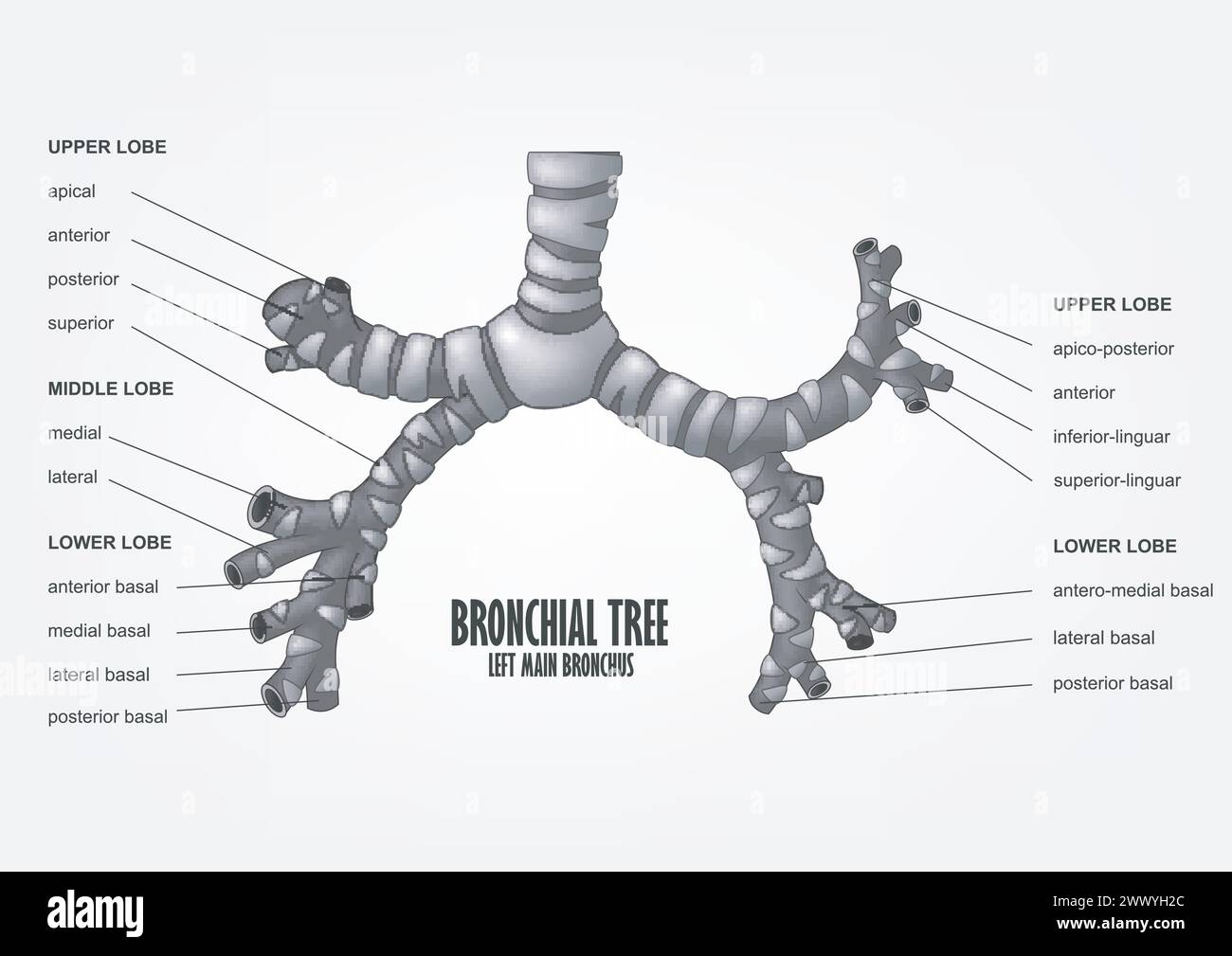 Bronchiale albero bronchiale sinistra anatomia umana Bronco principale, illustrazione vettoriale Illustrazione Vettoriale