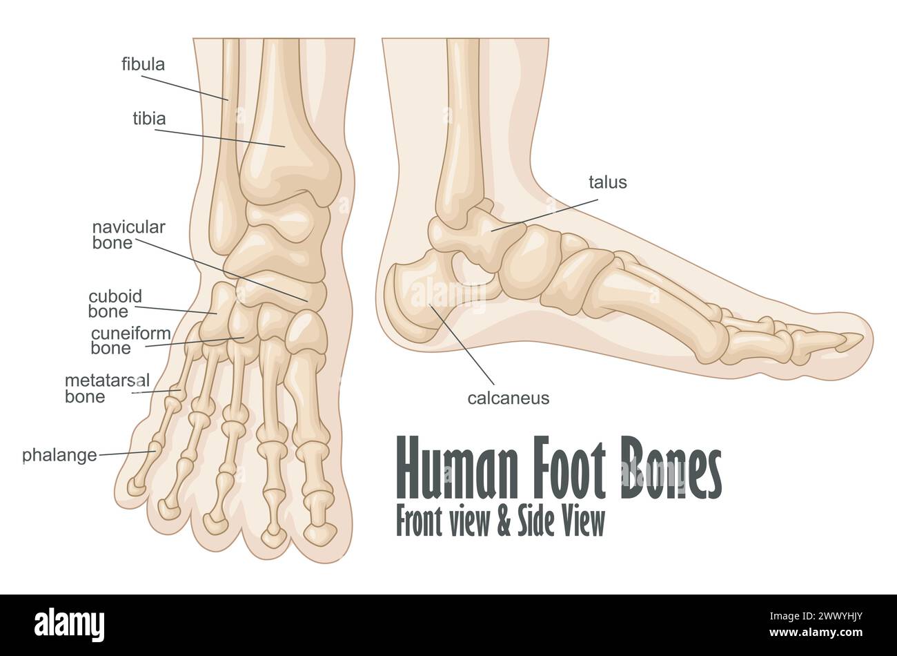 Anatomia anteriore e laterale delle ossa del piede umano, illustrazione vettoriale Illustrazione Vettoriale