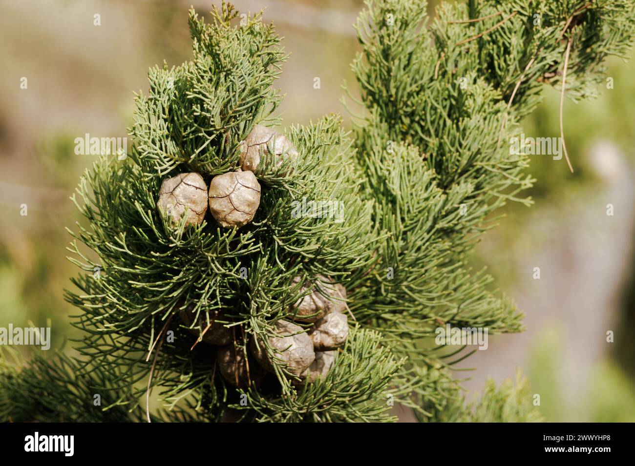 Primo piano di cipresso comune, cupressus sempervirens con cipresso nell'area naturale di San Antonio de Alcoy, Spagna Foto Stock