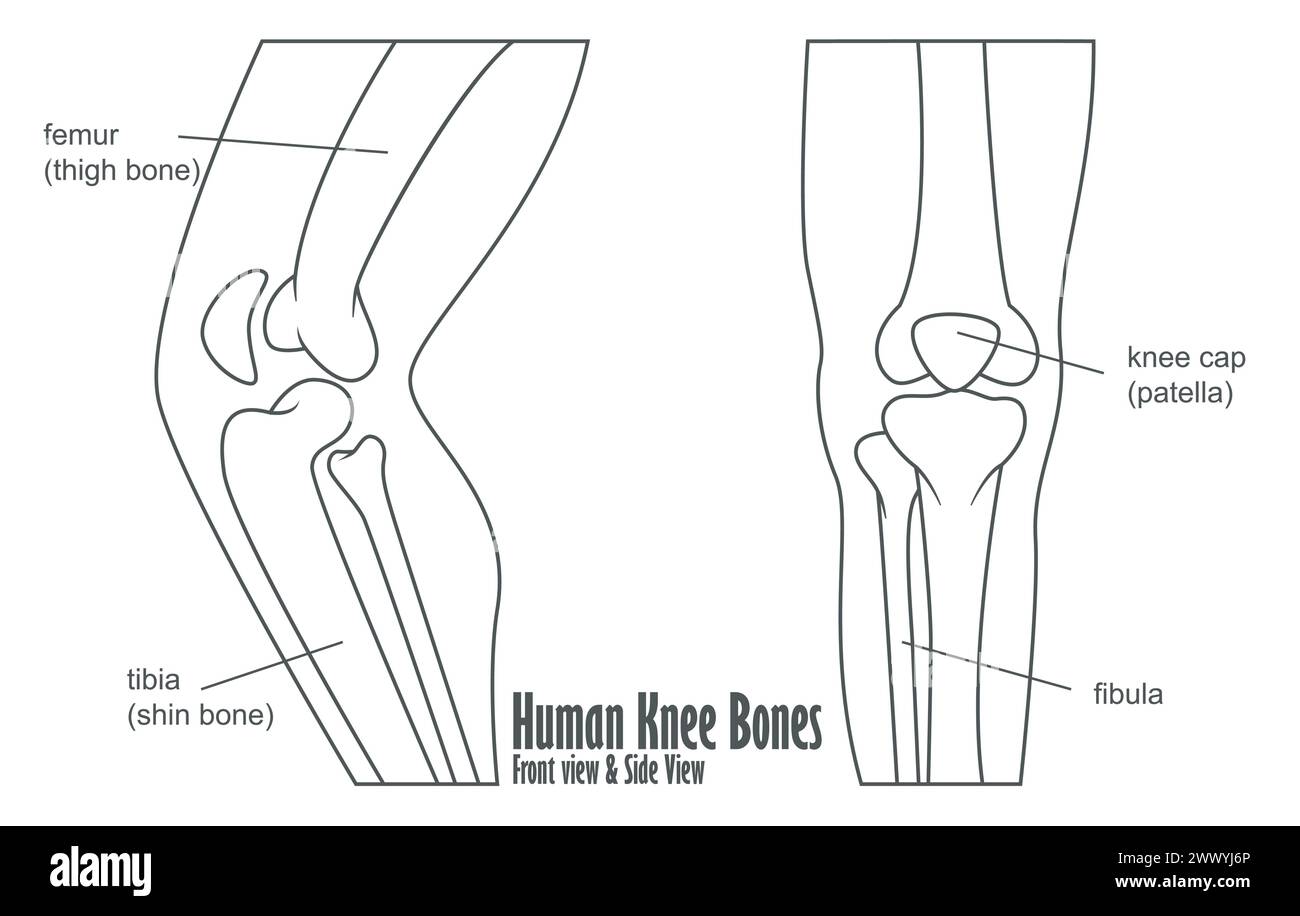 Anatomia anteriore e laterale delle ossa del ginocchio umano, illustrazione vettoriale Illustrazione Vettoriale