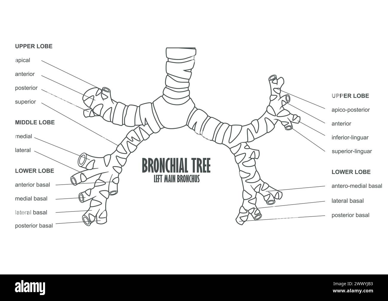 Bronchiale albero bronchiale sinistra anatomia umana Bronco principale, illustrazione vettoriale Illustrazione Vettoriale Bronchiale albero bronchiale sinistra anatomia umana Bronco principale, illustrazione vettoriale Illustrazione Vettoriale