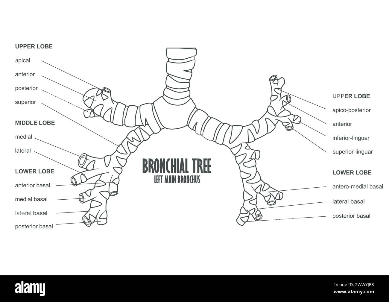 Bronchiale albero bronchiale sinistra anatomia umana Bronco principale, illustrazione vettoriale Illustrazione Vettoriale