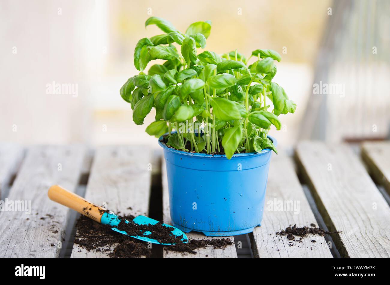 Erba di basilico con pala, pianta di repot in primavera, giardinaggio e stagione di piantagione, coltivazione di erbe nel giardino Foto Stock