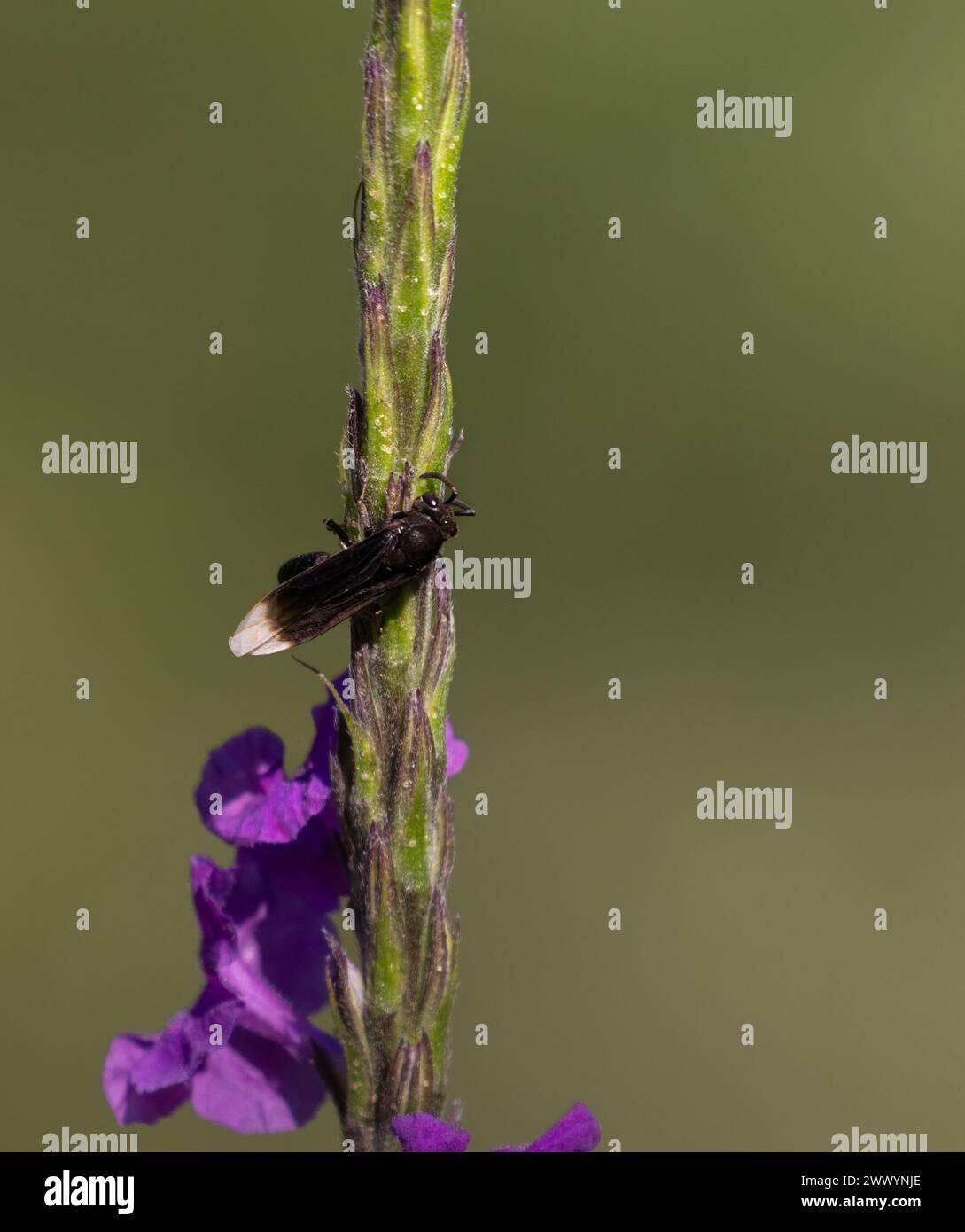 Primo piano della Wasp con ali bianche su un fiore tropicale in Costa Rica Foto Stock