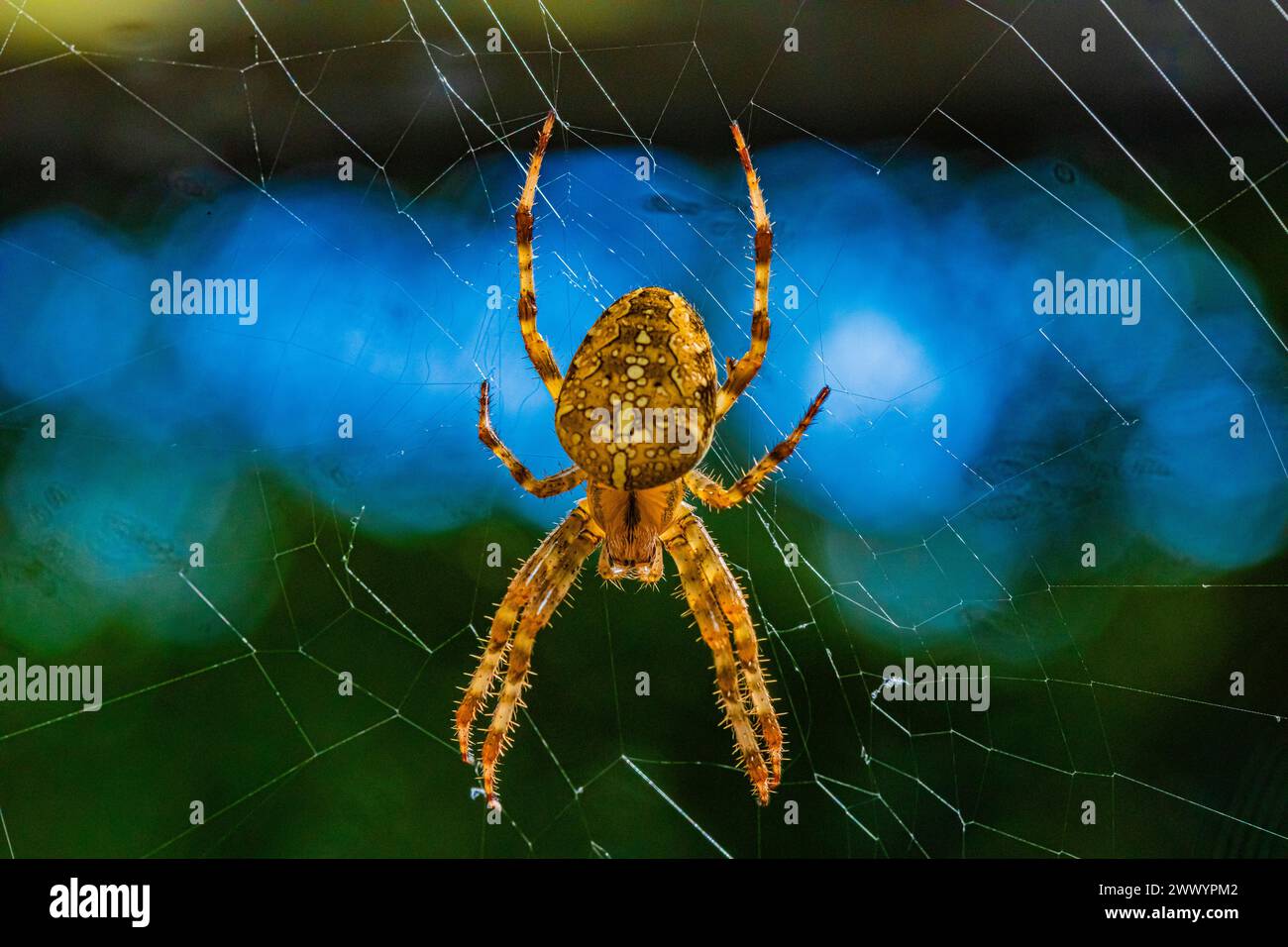 Ritratto di ragno arancio peloso (ragno europeo o ragno crociato o ragno crociato o ragno diadema, Araneus diadematus) grande e bella brigh Foto Stock