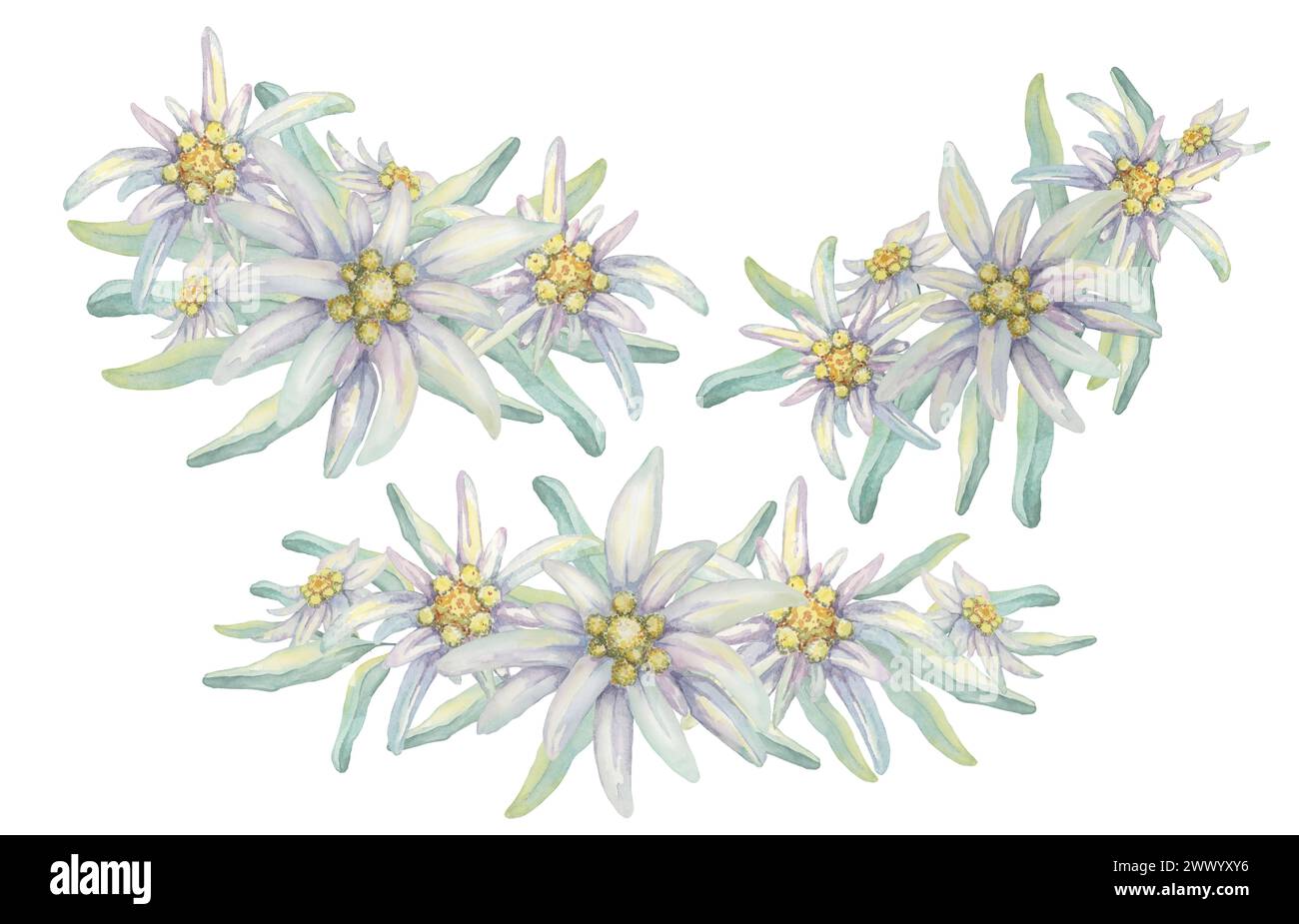 Set clipart Edelweiss. Illustrazione ad acquerello di fiori selvatici e foglie. Leontopodium nivale opera d'arte disegnata a mano isolata su sfondo bianco. Design per la stampa, biglietti, abbigliamento, adesivi, wall art Foto Stock