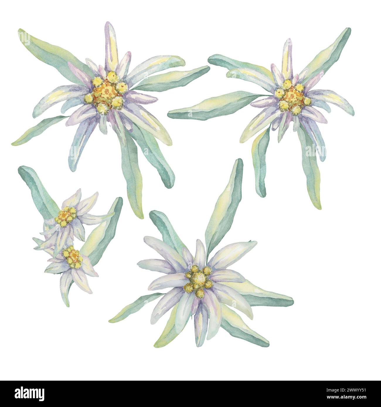Set clipart Edelweiss. Illustrazione ad acquerello di fiori selvatici e foglie. Leontopodium nivale opera d'arte disegnata a mano isolata su sfondo bianco. Design per la stampa, biglietti, abbigliamento, adesivi, wall art Foto Stock